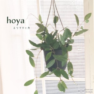 ホヤ エリプティカ 4号鉢 吊り 送料無料 観葉植物 インテリア おしゃれ hoya grb