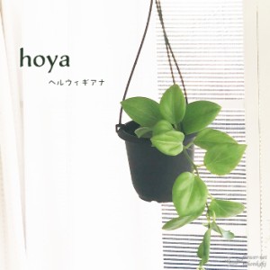 ホヤ ヘルウィギアナ 4号鉢 吊り 送料無料 観葉植物 インテリア おしゃれ hoya grb