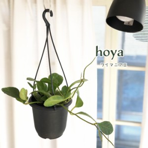 ホヤ ワイマニアエ 4号鉢 吊り 送料無料 観葉植物 インテリア おしゃれ hoya grb