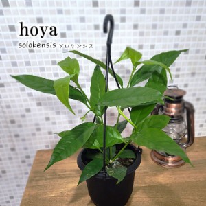 ホヤ ソロケンシス 4号鉢 吊り 送料無料 観葉植物 インテリア おしゃれ hoya grb