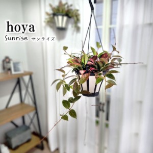 ホヤ サンライズ 5号鉢 吊り 送料無料 観葉植物 インテリア おしゃれ hoya grb