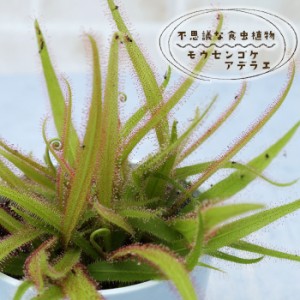 予約販売 不思議な食虫植物 モウセンゴケ アデラエ 3.5号鉢 食虫植物 水生植物 dsy