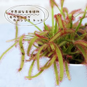 予約販売 不思議な食虫植物 モウセンゴケ カペンシス レッド 3.5号鉢 食虫植物 水生植物 dsy