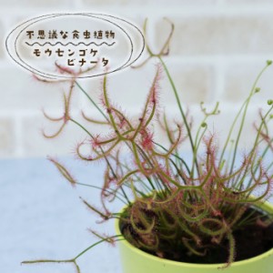予約販売 不思議な食虫植物 モウセンゴケ ビナータ 3.5号鉢 食虫植物 水生植物 dsy