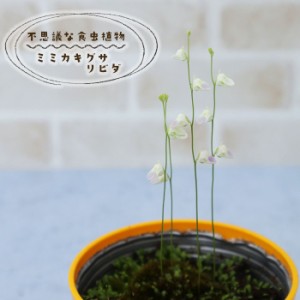 予約販売 不思議な食虫植物 ミミカキグサ リビダ 3.5号鉢 食虫植物 水生植物 dsy