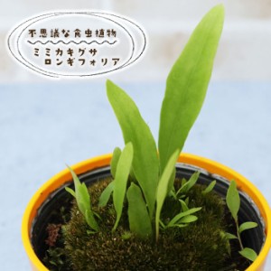 予約販売 不思議な食虫植物 ミミカキグサ ロンギフォリア 3.5号鉢 食虫植物 水生植物 dsy 6月中旬以降発送
