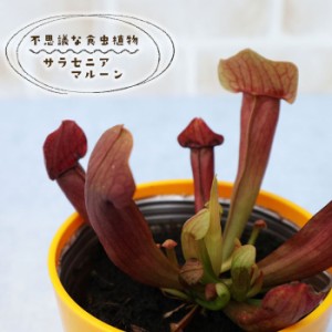 予約販売 不思議な食虫植物 サラセニア マルーン 3.5号鉢 食虫植物 水生植物 dsy 6月中旬以降発送