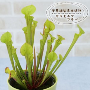 予約販売 不思議な食虫植物 サラセニア フラバ 3.5号鉢 食虫植物 水生植物 dsy