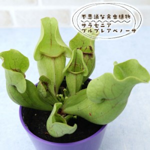 予約販売 不思議な食虫植物 サラセニア プルプレアベノーサ 3.5号鉢 食虫植物 水生植物 dsy