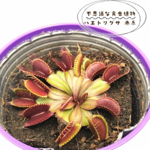 予約販売 不思議な食虫植物 ハエトリグサ 赤系 3.5号鉢 食虫植物 水生植物 dsy