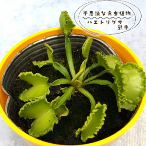 不思議な食虫植物 ハエトリグサ 熊手 3.5号鉢 食虫植物 水生植物 dsy