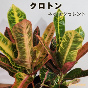 観葉 植物 クロ トンの通販｜au PAY マーケット