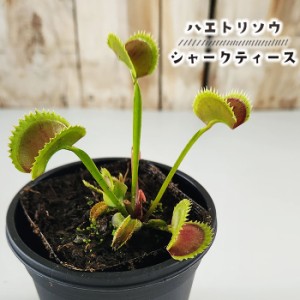 食虫植物 ハエトリソウ シャークティース 3号鉢 水生植物 sad