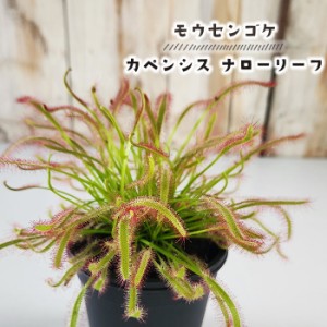 食虫植物 モウセンゴケ カペンシス ナローリーフ アフリカナガバモウセンゴケ赤花 3号鉢 水生植物 sad