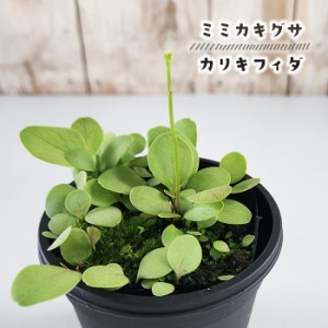 食虫植物 ミミカキグサ カリキフィダ ウトリクラリア 3号鉢 水生植物 sad