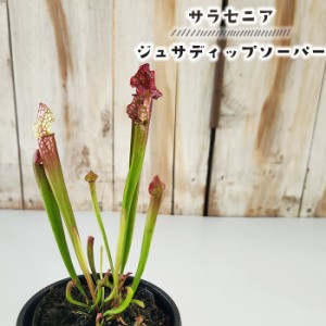 食虫植物 サラセニア ジュサディップソーパー 3号鉢 水生植物 sad