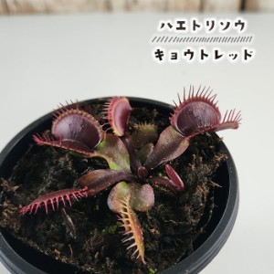 食虫植物 ハエトリソウ キョウトレッド 3号鉢 水生植物 sad