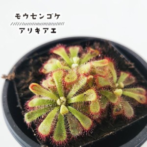 食虫植物 モウセンゴケ アリキアエ ドロセラ 3号鉢 水生植物 sad