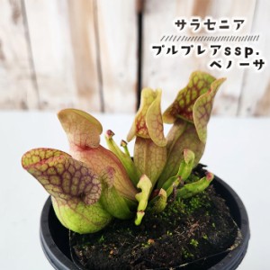 食虫植物 サラセニア プルプレアssp.ベノーサ 3号鉢 水生植物 sad