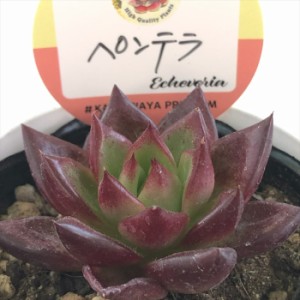 多肉植物 kswエケベリア 紅影 柏屋商店さん苗 エケベリア あたろ 6cmポット