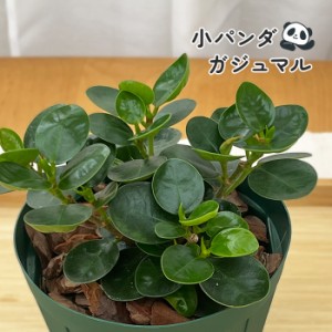 観葉植物 ガジュマルの通販｜au PAY マーケット