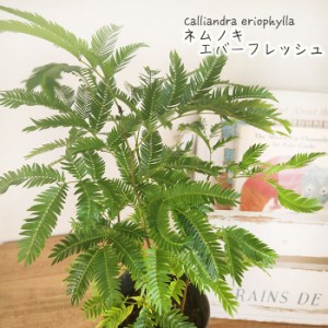 ネムノキ エバーフレッシュ 3.5号鉢 観葉植物