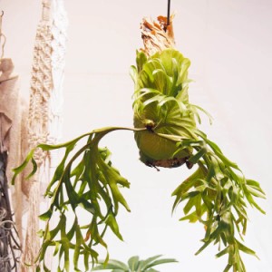 コウモリラン 大型 ビカクシダ ウィリンキー 観葉植物 おしゃれ インテリア お祝い 室内