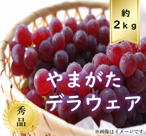 【送料無料】デラウェア約2ｋｇ 秀品 R6年度先行予約商品