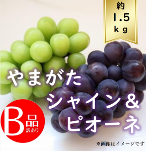 【送料無料】シャインマスカットとピオーネ 約1.5ｋｇ 訳あり R6年度先行予約商品