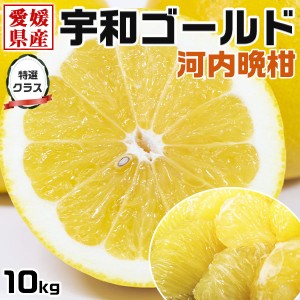 宇和ゴールド みかん 特選クラス 3Lサイズ 約10kg 愛媛県産 河内晩柑 美生柑・手土産・お供え・ご家庭へのギフト