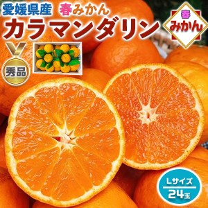 みかん カラマンダリン 秀品 24玉 Lサイズ 【愛媛県産】高糖度 柑橘 果物・贈答用・母の日・フルーツ・ギフト・プレゼント