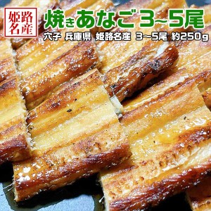 焼きあなご 3〜5尾セット 約250g  姫路名産 穴子 ｜ 遅れてごめんね敬老の日・お歳暮・お正月のおせちに