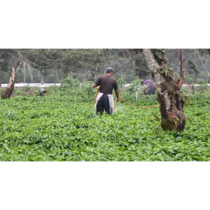 受注焙煎！2kg グアテマラ SHB ソロラ アティトゥラン パンポヒラ農園 2022年クロップ [選べる焙煎度合い] コーヒー豆 送料無料 大山珈琲