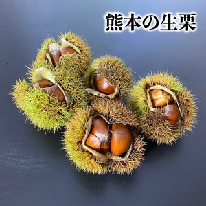 熊本県人吉球磨【特選球磨生栗1ｋｇ】 2Ｌ〜3Ｌ 大玉を厳選  栗 くり クリ 生 大粒 大きい 美味しい おいしい 熊本