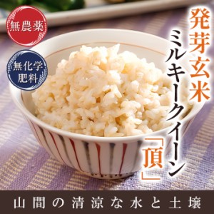 発芽玄米 無農薬 ミルキークイーン「頂」3kg 無洗米 甘みと旨味がありモチモチやわらか 福井県令和5年産 送料無料 食物繊維・ビタミンB群