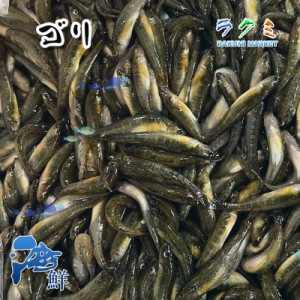 旬の味 生 ゴリ 約３kg （1尾約3-5cm前後）ごり国産 焼き物 みそ汁 ごり酒(カジカ酒) 唐揚げ