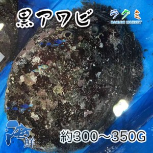 国産 特大 天然活黒アワビ １個約300~350g アワビ あわび 鮑 千葉産