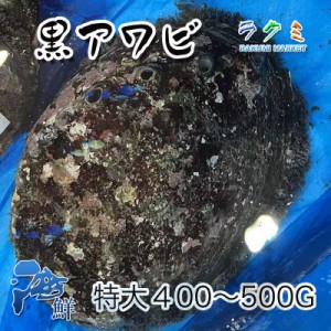 国産 特特大 天然活黒アワビ １個約400~500g アワビ あわび 鮑 千葉産