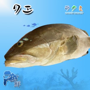 クエ アラ 約６〜7kg くえ 幻の魚 超高級魚 刺身 鍋 塩焼き 御歳暮 お祝い 贈り物