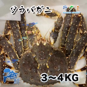 生タラバガニ１尾 約４~4.５kg ロシア 北海道 蒸す 煮る（塩ゆで、鍋） 焼く 汁（みそ汁）