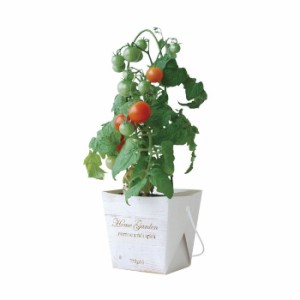 トマト 栽培 キットの通販 Au Pay マーケット