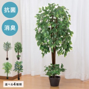 バンブー 観葉 植物の通販｜au PAY マーケット