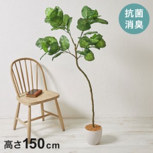 観葉 植物 ウンベラータの通販｜au PAY マーケット