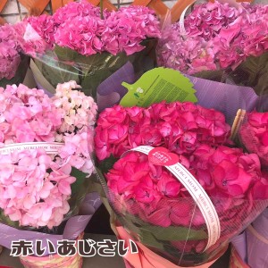 花 ギフト 紫陽花 かご付 母の日 鉢植え 2024 送料無料 プチギフト おしゃれ かわいい 赤い アジサイ 感謝の気持ちも伝えられる 季節感 