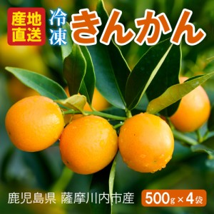 鹿児島県産 冷凍 金柑 500g入り × 4袋 種取り きんかん シャーベット フローズン フルーツ 種なし 皮ごと 氷結 栄養 果物 キンカン 鹿児