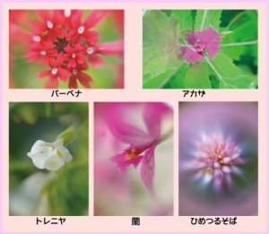 ポストカード 庭の花 お得な5枚セット【送料無料】美しい写真のポストカード バーベナ アカザ トレニア 紫蘭 ひめつるそば クリスマスカ