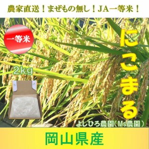 精米 にこまる 令和6年産 農家直詰 お米 (2kg)