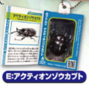 【E.アクティオンゾウカブト】ミニチュア標本付き昆虫図鑑マスコット カブトムシ アクアマリン