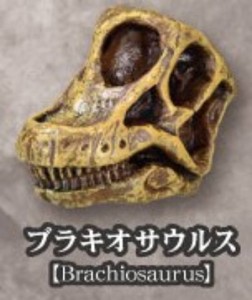 【ブラキオサウルス】恐竜化石博物館