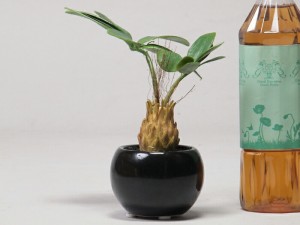 観葉植物【造花】フェイク グリーン〔2852〕H16.5cm〔陶器鉢ブラック〕【gk2852】